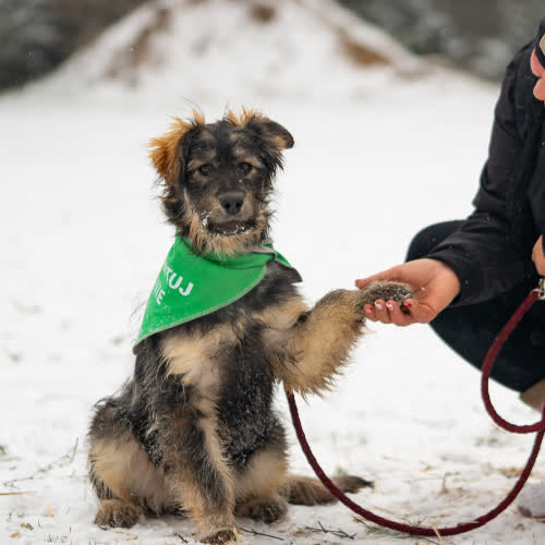 Psy ze schroniska do adopcji Mix Sznaucer