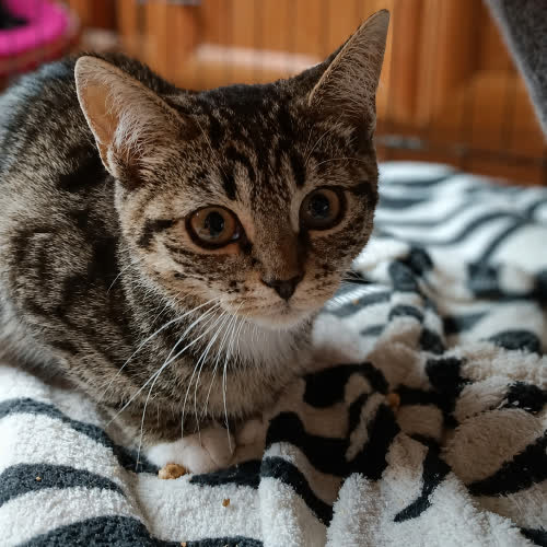 Olinka