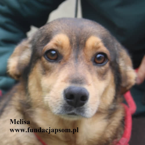 Psy ze schroniska do adopcji Melisa