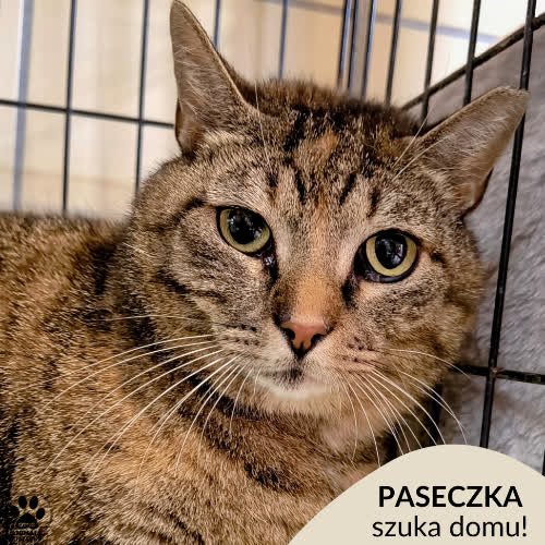 Koty ze schroniska do adopcji Paseczka