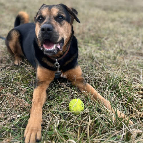 Psy ze schroniska do adopcji Dragon