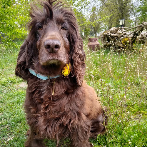Psy ze schroniska do adopcji Suczka spaniel grzecznościowo 