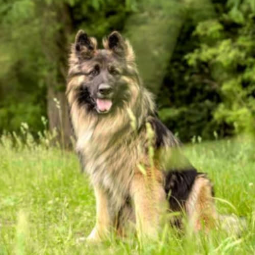 Psy ze schroniska do adopcji Szarik