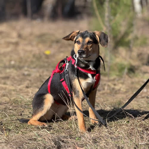 Psy ze schroniska do adopcji Odra
