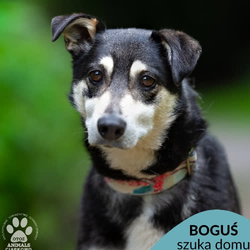 Boguś