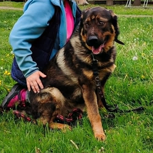 Psy ze schroniska do adopcji Nato