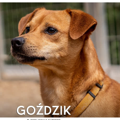 Psy ze schroniska do adopcji Goździk