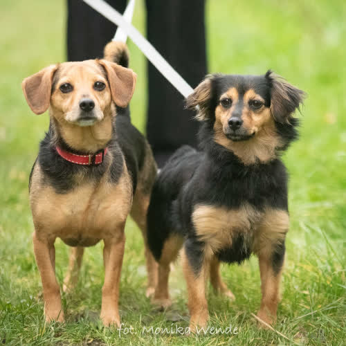 Psy ze schroniska do adopcji DABBIE i MOLLY