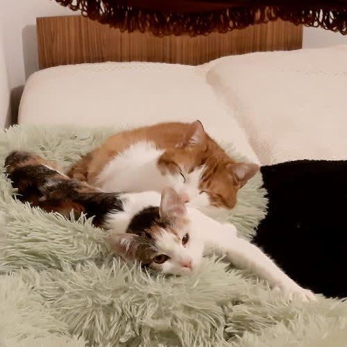 Koty ze schroniska do adopcji Tościk & Marysia