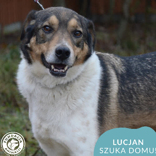 Psy ze schroniska do adopcji Lucjan