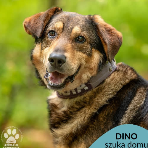 Dino