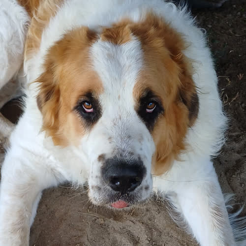 Amos