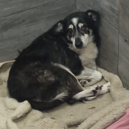Psy ze schroniska do adopcji Lili