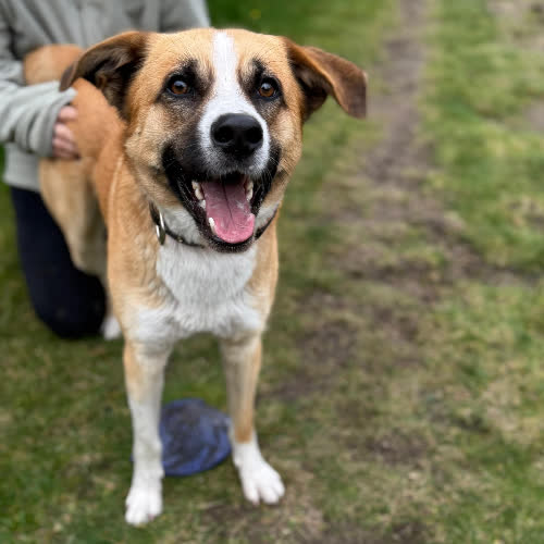 Psy ze schroniska do adopcji Nero