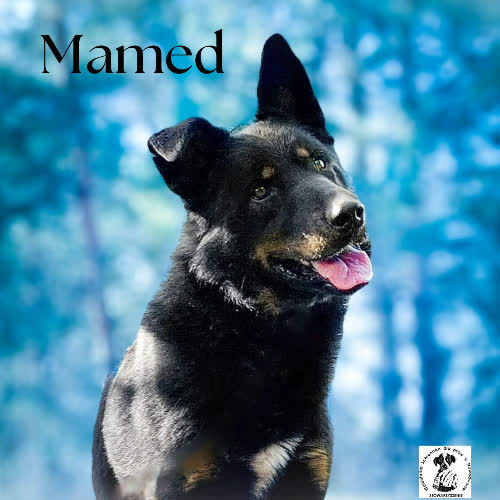 Psy ze schroniska do adopcji Mądry MAMED