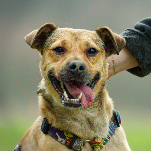 Psy ze schroniska do adopcji Codi