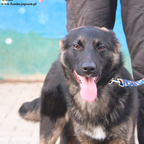 Psy ze schroniska do adopcji Aramis
