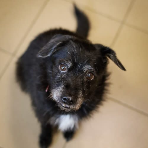 Psy ze schroniska do adopcji Kora