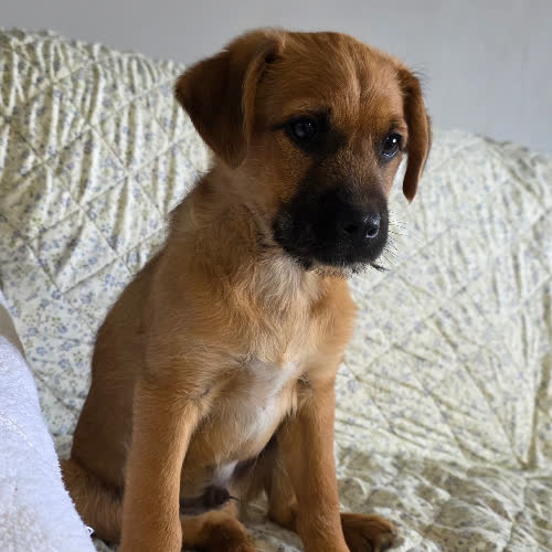 Psy ze schroniska do adopcji Szarik