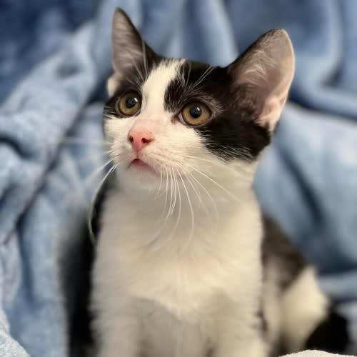 Koty ze schroniska do adopcji Totek