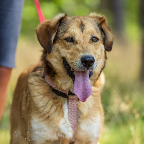 Psy ze schroniska do adopcji Biszkopt