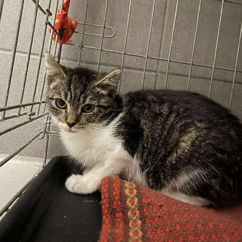 Koty ze schroniska do adopcji Furia