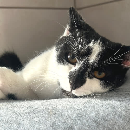 Koty ze schroniska do adopcji Nobo 