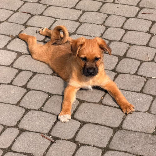 Psy ze schroniska do adopcji Szarik