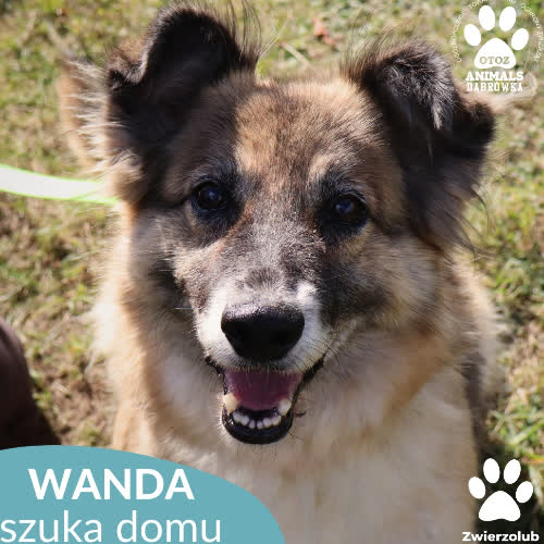 Psy ze schroniska do adopcji Wanda