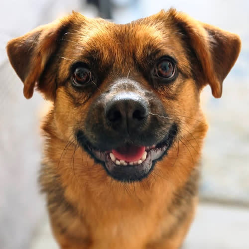 Psy ze schroniska do adopcji Czaruś 