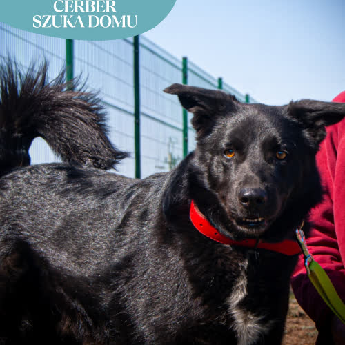 Psy ze schroniska do adopcji CERBER