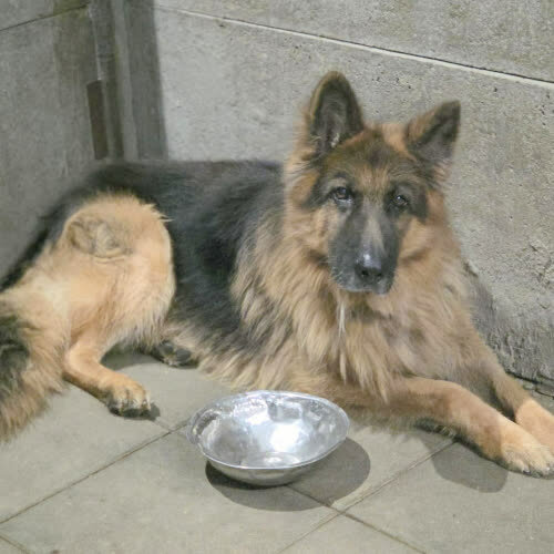 Psy ze schroniska do adopcji Owczarek Rex 