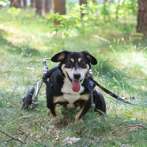 Psy ze schroniska do adopcji Eryk