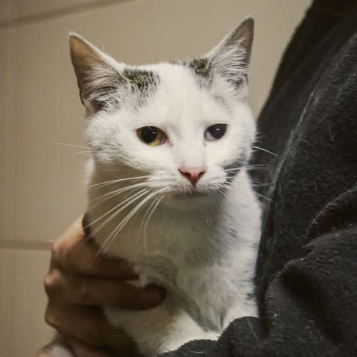 Koty ze schroniska do adopcji Pysia