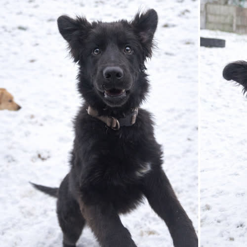 Psy ze schroniska do adopcji Barry