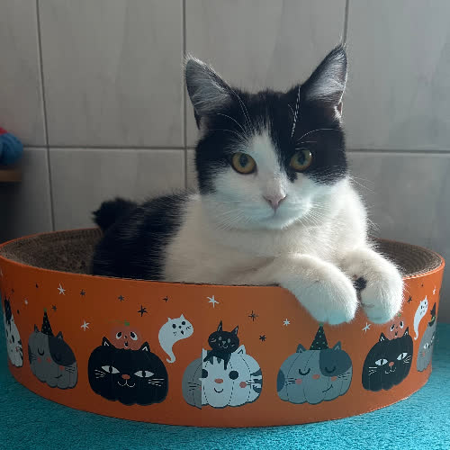 Koty ze schroniska do adopcji Sandra