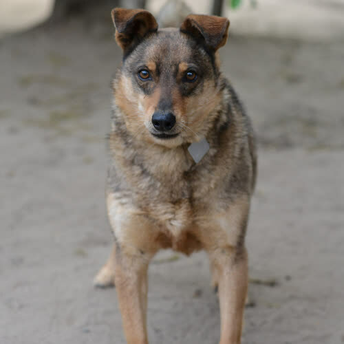 Psy ze schroniska do adopcji Bemol