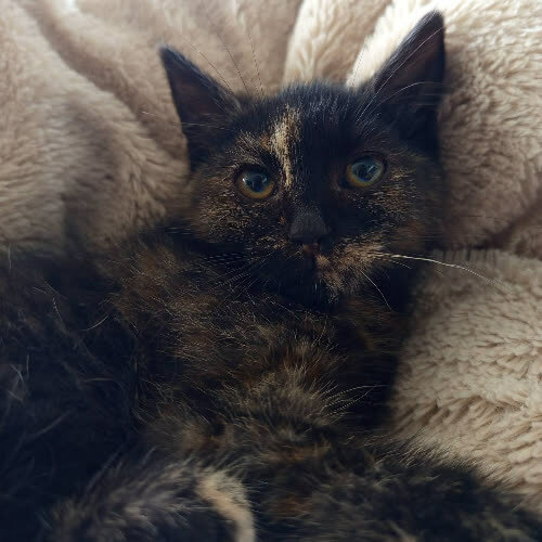 Lulu
