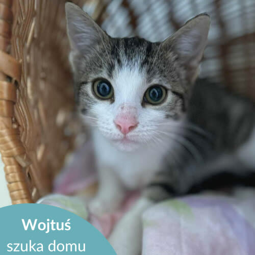 Koty ze schroniska do adopcji Wojtuś