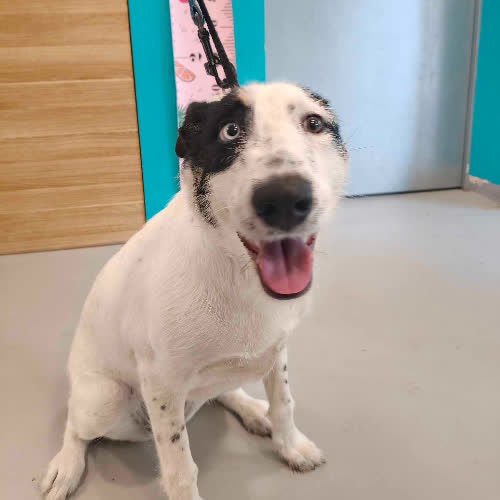 Psy ze schroniska do adopcji Hania