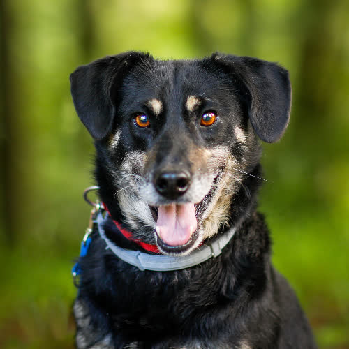 Psy ze schroniska do adopcji Ringo