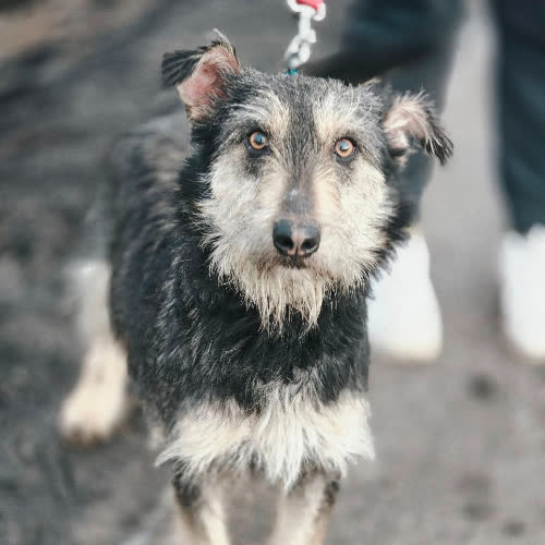 Psy ze schroniska do adopcji Yoshi