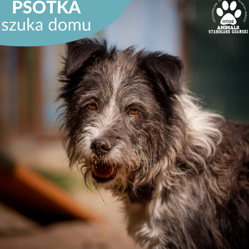 Psy ze schroniska do adopcji Psotka