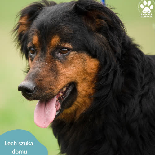 Psy ze schroniska do adopcji Lech