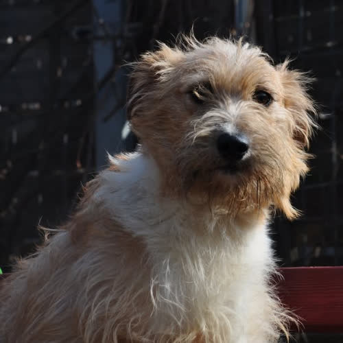 Psy ze schroniska do adopcji Grzanka