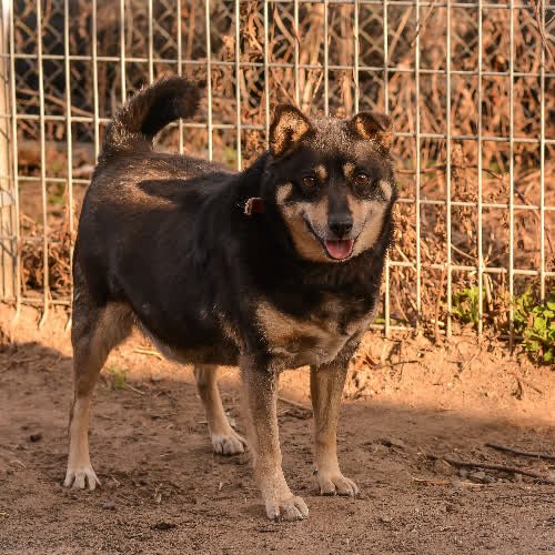 Psy ze schroniska do adopcji Devil