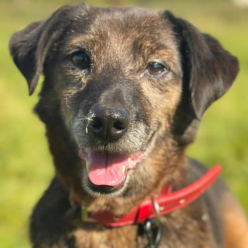 Psy ze schroniska do adopcji Grosik