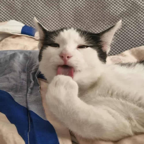 Koty ze schroniska do adopcji Księgowy 