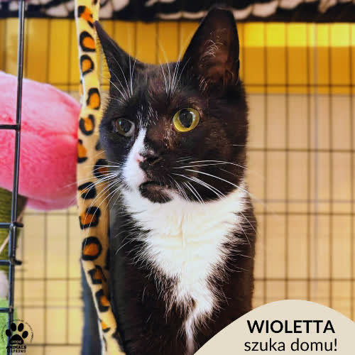 Koty ze schroniska do adopcji Wioletta
