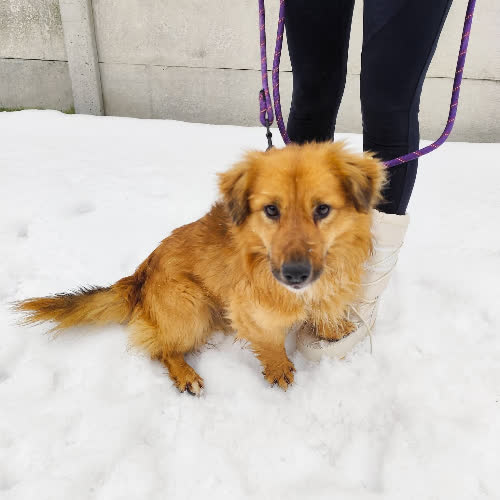 Psy ze schroniska do adopcji Ellis